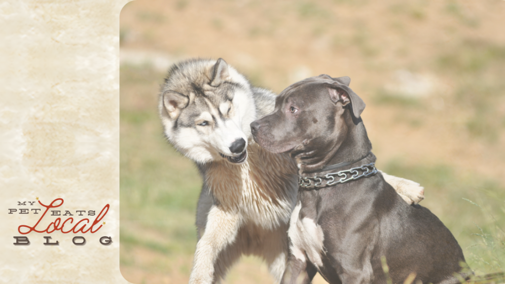 A Guide to Finding Your Furry Soul Mate _ Understand Body Language